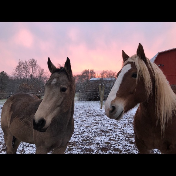 Meet your Posher, Amy - Picture 2 of 4